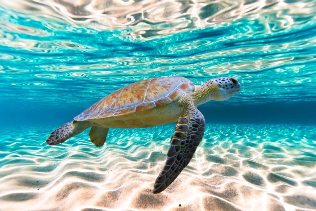 Beleza com propósito: quando cuidar de si também é cuidar do oceano